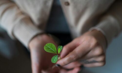 Growing the Dream: Summer Dreaming Workshop